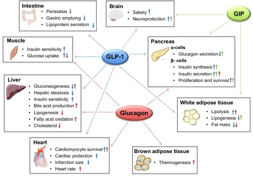 Comparison chart of glp-1, GIP and glucagon benefits in peptides